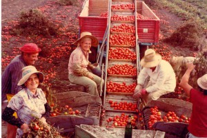 1980-San-Martino-Spino-raccolta-dei-pomodori-fondo-Pecorari-lavoranti