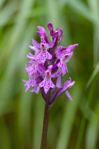 Orchidea1