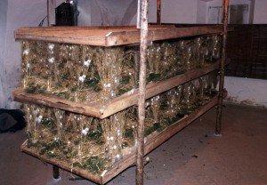 Bachi-da-seta-in-bozzolo.5