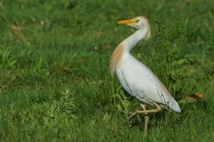 Airone Guardabuoi Foto di Giordano Cerè