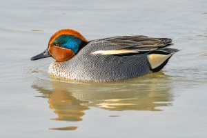 Alzavola Foto di Giordano Cerè