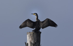 Cormorano Foto di Antonio Gelati