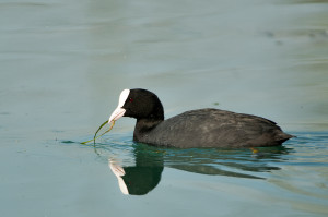 Folaga Foto di Valentina Bergamini