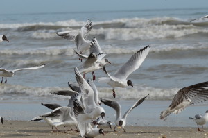 Gabbiani Comuni Foto di Tonino De Cristian