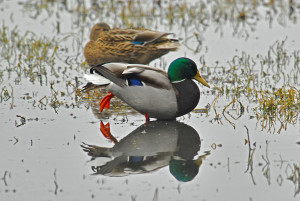 Germano Reale Foto di Valentina Bergamini