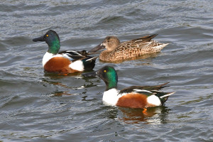 Mestoloni Foto di Tonino De Cristian
