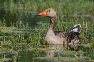 Oca selvatica Foto di Tonino De Cristian