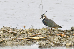 Pavoncella Foto di Tonino De Cristian