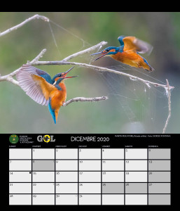 CALENDARIO SOM 2020 - 13 DICEMBRE