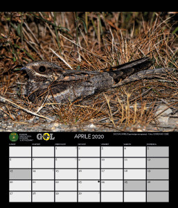 CALENDARIO SOM 2020 - 5 APRILE