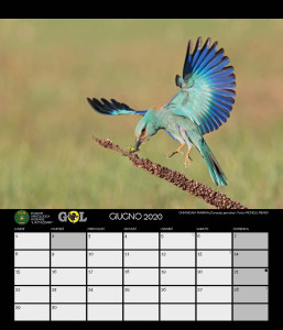 CALENDARIO SOM 2020 - 7 GIUGNO