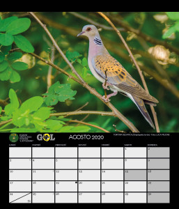 CALENDARIO SOM 2020 - 9 - AGOSTO