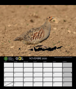 CALENDARIO SOM 2020 NOVEMBRE - 12