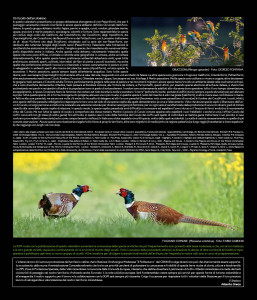 CALENDARIO SOM 2020 SECONDA PAGINA