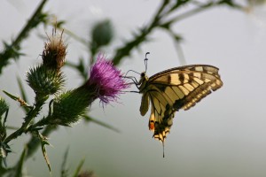 Farfalla2