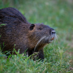 A coypu called river rat, A rodent native from South America