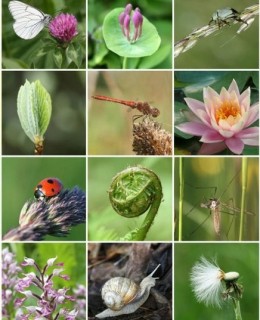 international-day-biodiversity-22-may_22513