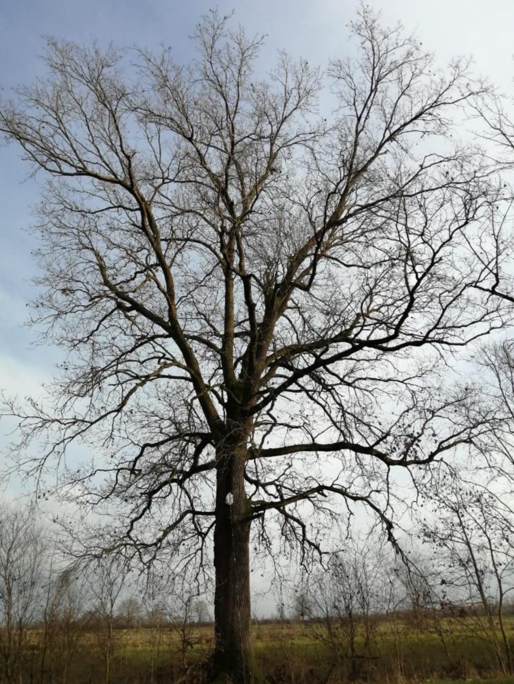 La quercia gigante (1)