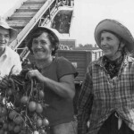 1980 San Martino Spino raccolta dei pomodori fondo Pecorari 1980.a sx Teresa
