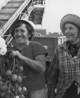 1980 San Martino Spino raccolta dei pomodori fondo Pecorari 1980.a sx Teresa